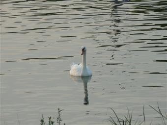 swan